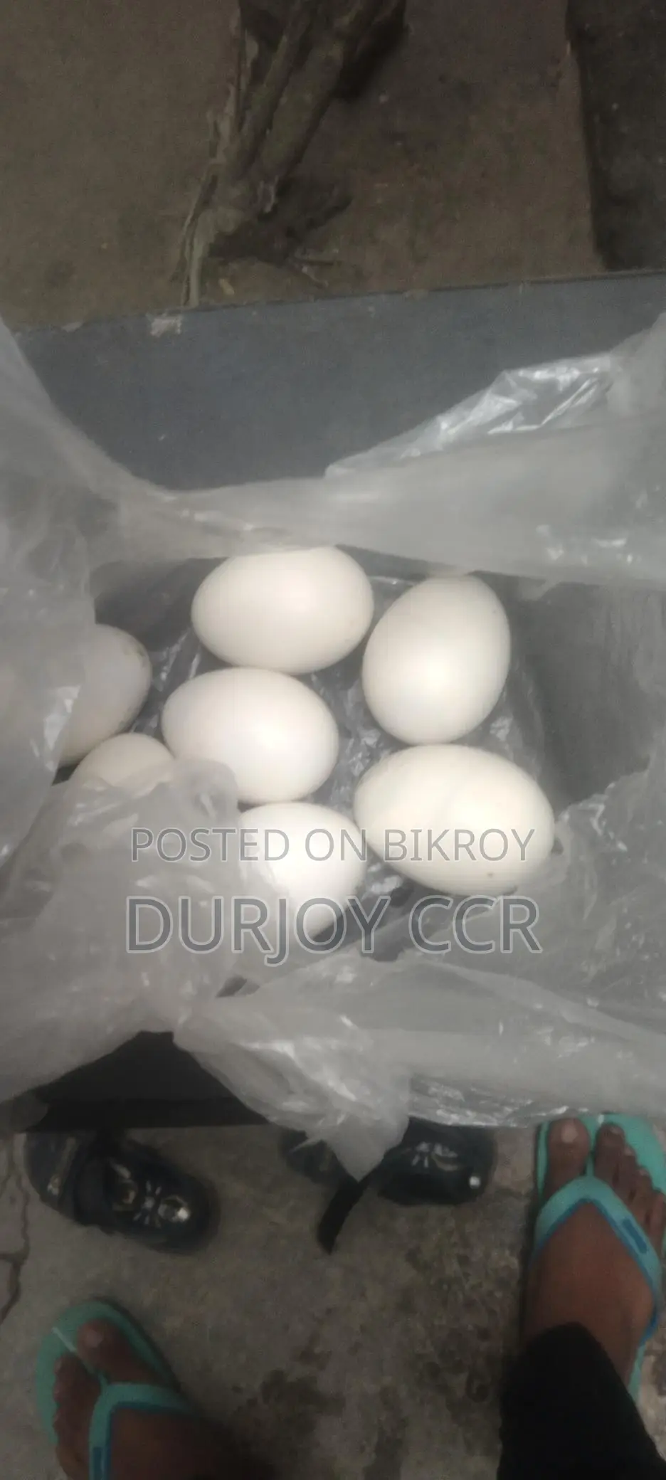 White Chinese Duck Hatching Eggs for Sale