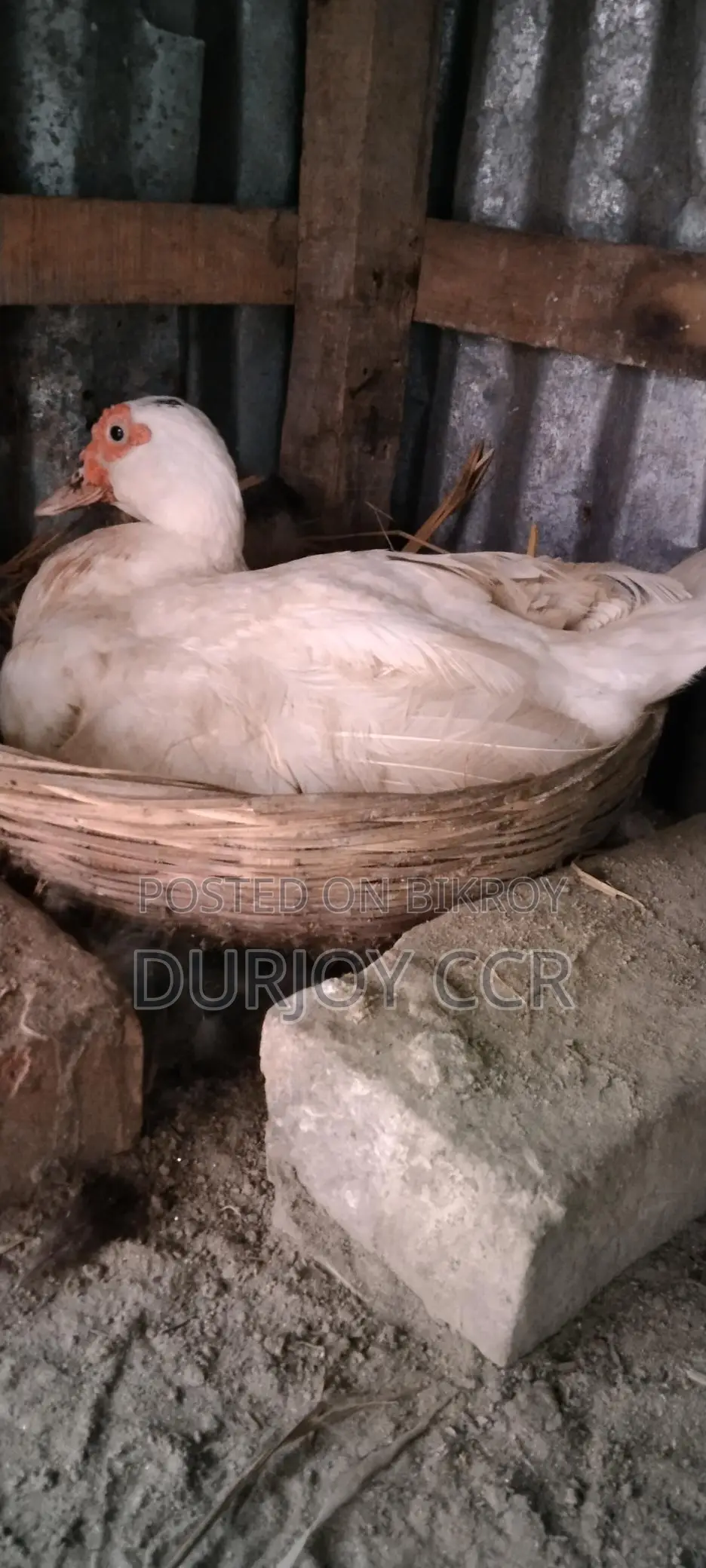 White Chinese Duck Hatching Eggs for Sale