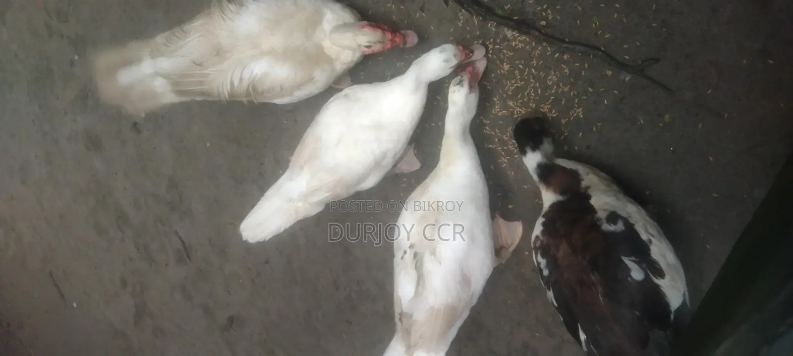 White Chinese Duck Hatching Eggs for Sale