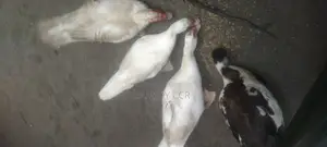 White Chinese Duck Hatching Eggs for Sale