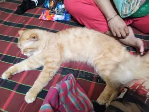Persian Cat