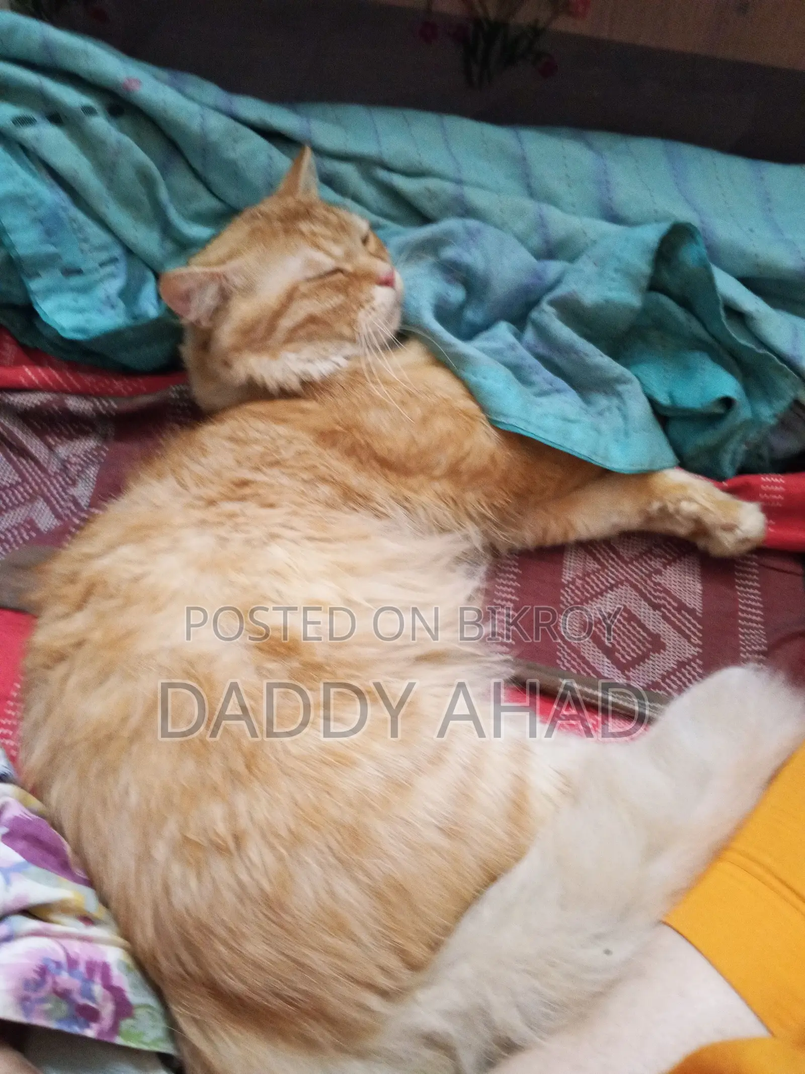 পার্সিয়ান বিড়াল
