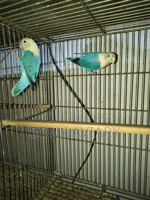 Love bird blue Opaline