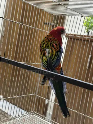 Red Eastern Rosella