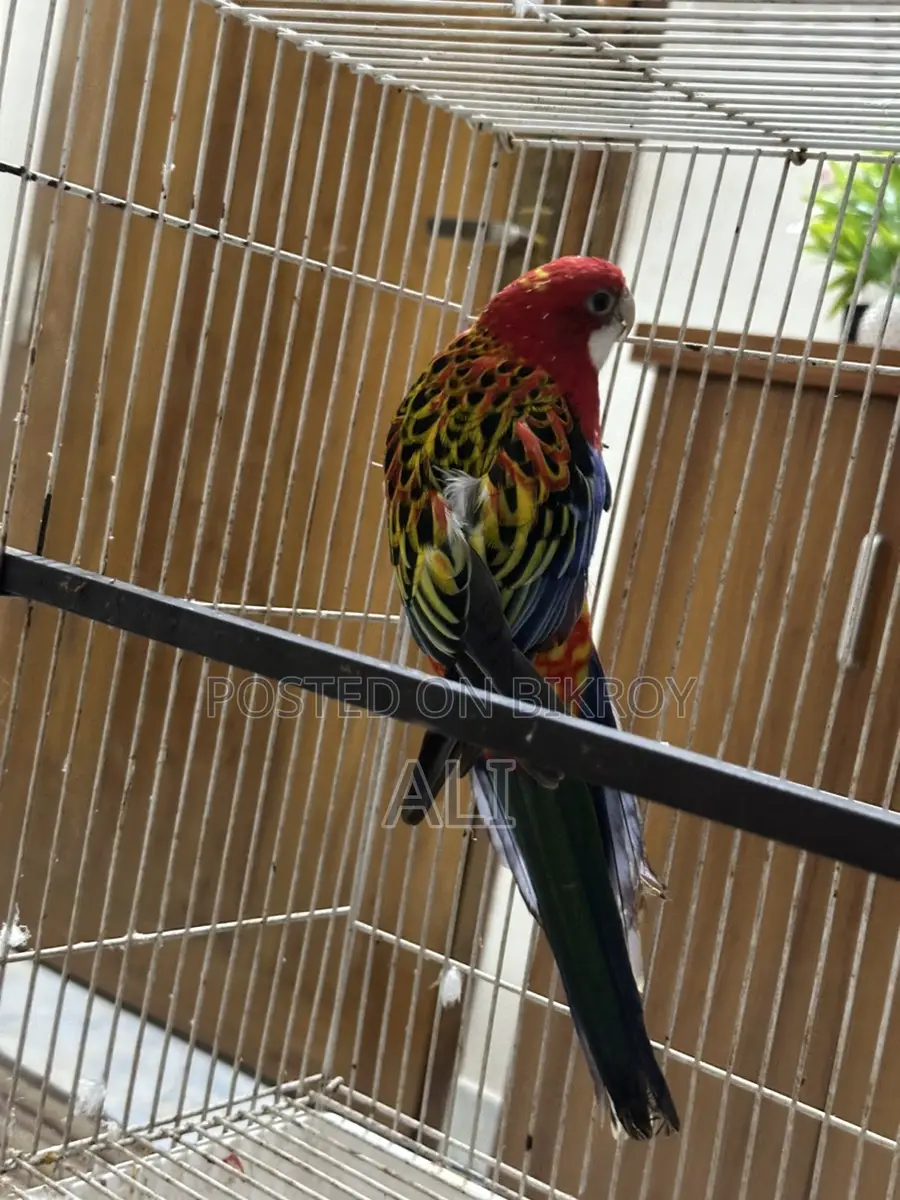 Red Eastern Rosella