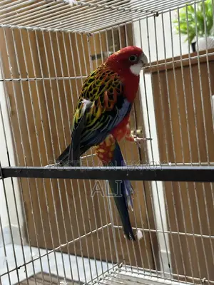 Red Eastern Rosella
