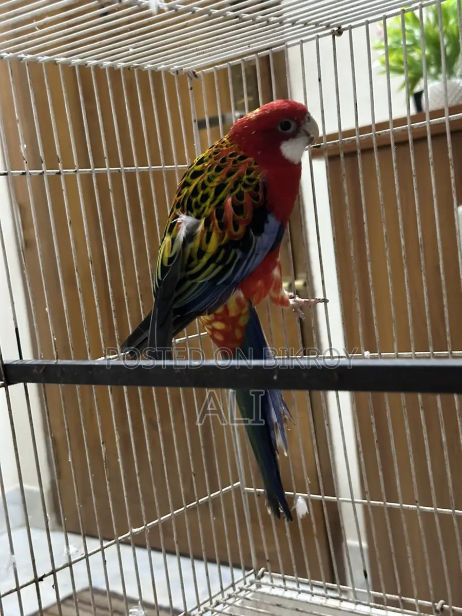 Red Eastern Rosella