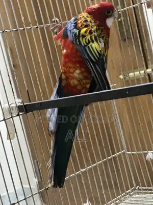 Red Eastern Rosella
