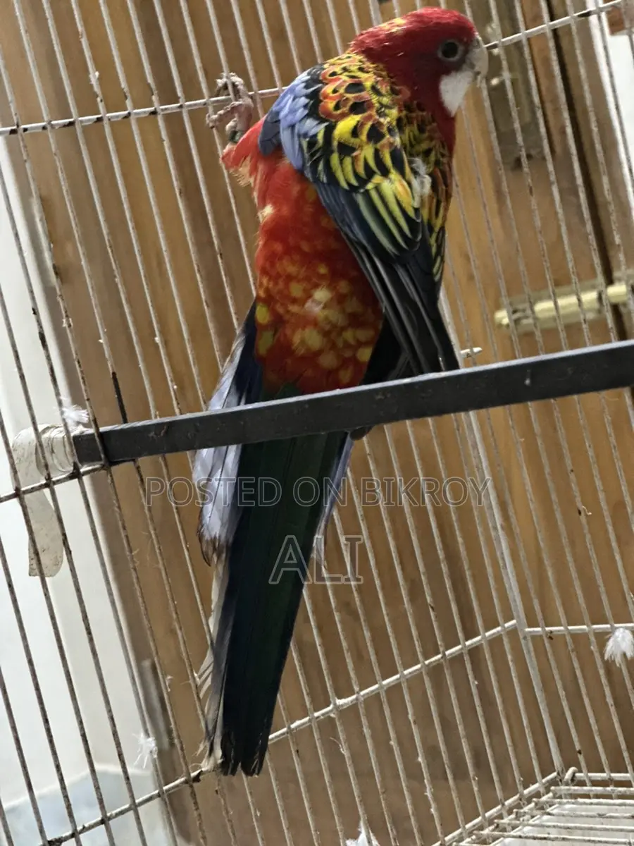 Red Eastern Rosella