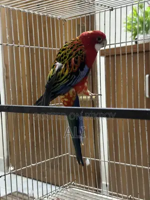 Red Eastern Rosella