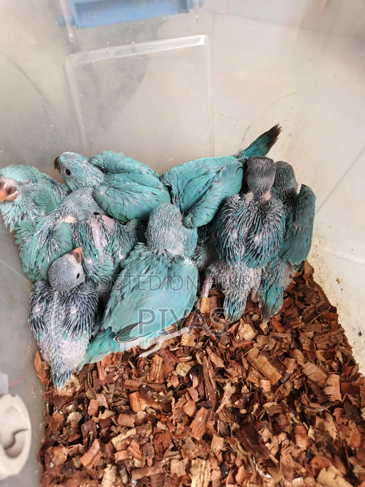 Blue Ringneck Baby Parrot