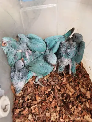 Blue Ringneck Baby Parrot