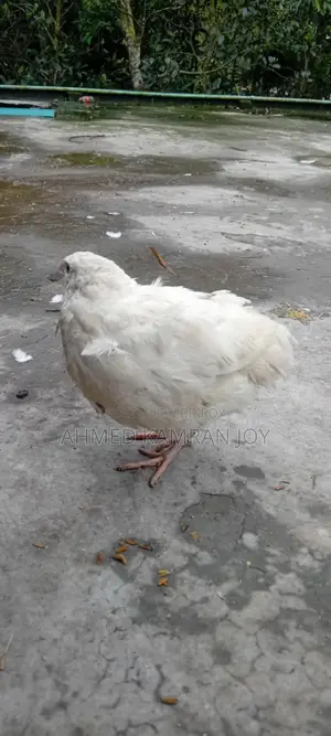 Running Giant Coturnix