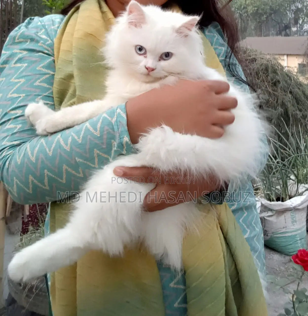 Persian Cat Blue Vleye