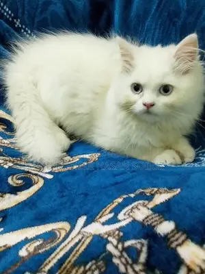 Persian Cat Blue Vleye