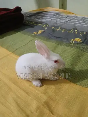 One 2-month-old baby
