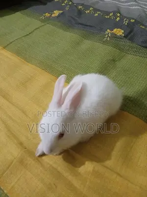 One 2-month-old baby