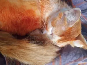 বিড়াল বিক্রয়
