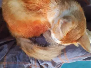 বিড়াল বিক্রয়