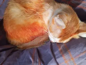 বিড়াল বিক্রয়