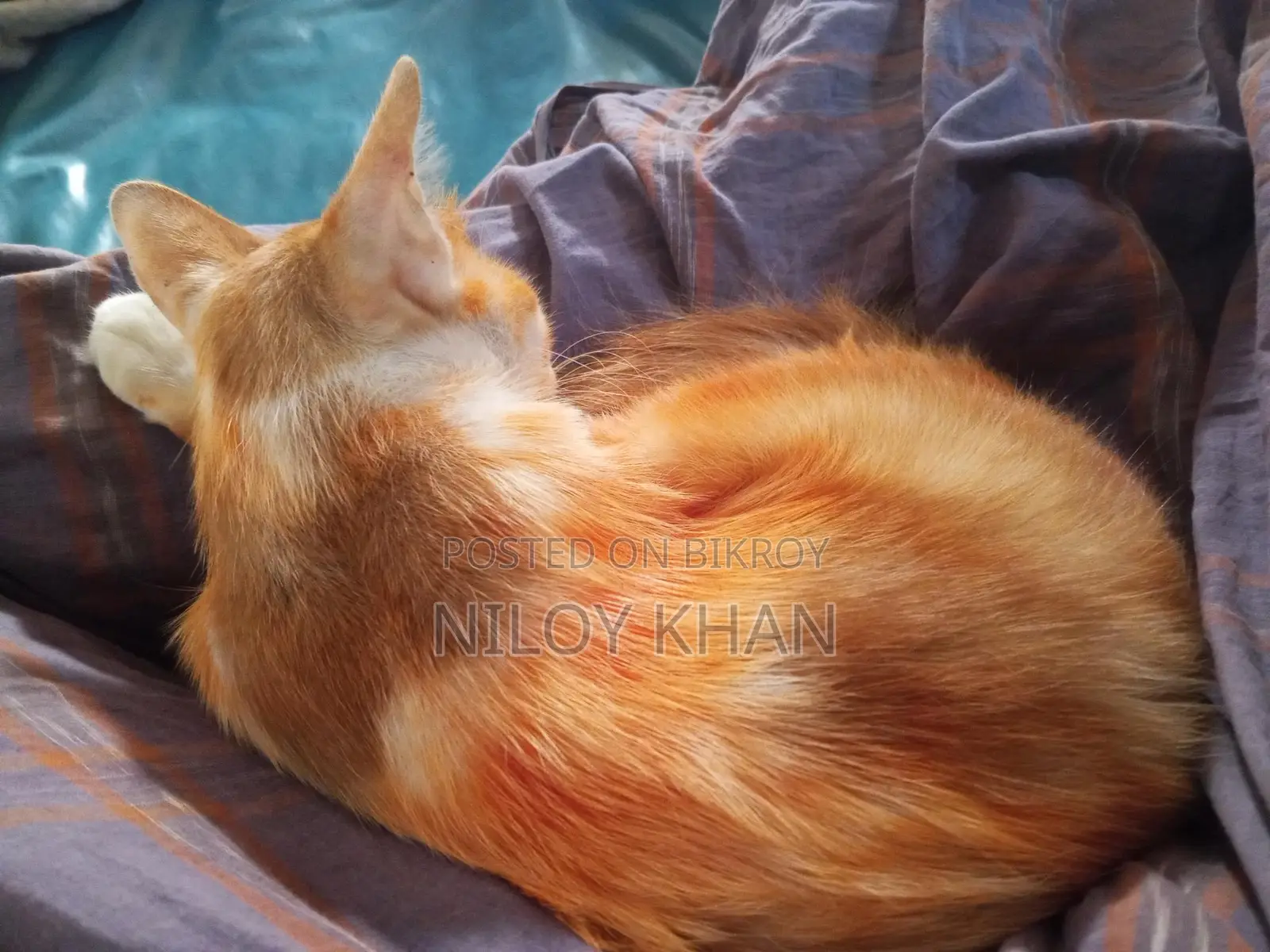 বিড়াল বিক্রয়