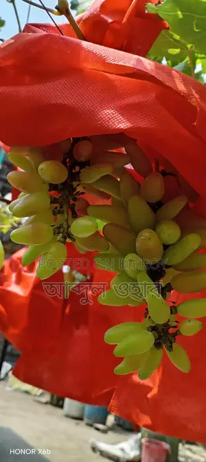 Improved Varieties of Tested Grape Seedlings in Bangladesh