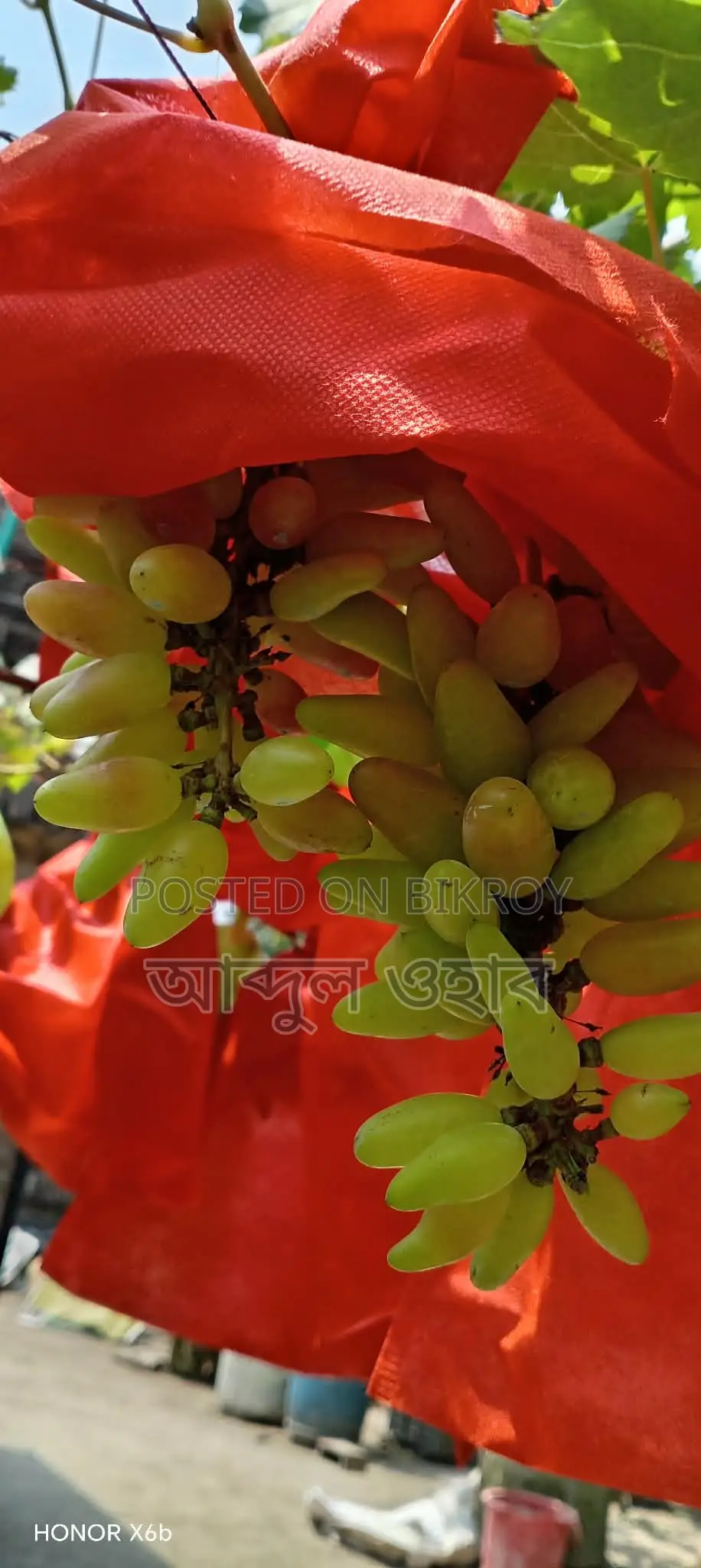 উন্নত জাতের বাংলাদেশের পরীক্ষিত আঙ্গুরের চারা