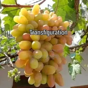 উন্নত জাতের বাংলাদেশের পরীক্ষিত আঙ্গুরের চারা