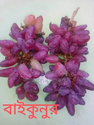 উন্নত জাতের বাংলাদেশের পরীক্ষিত আঙ্গুরের চারা