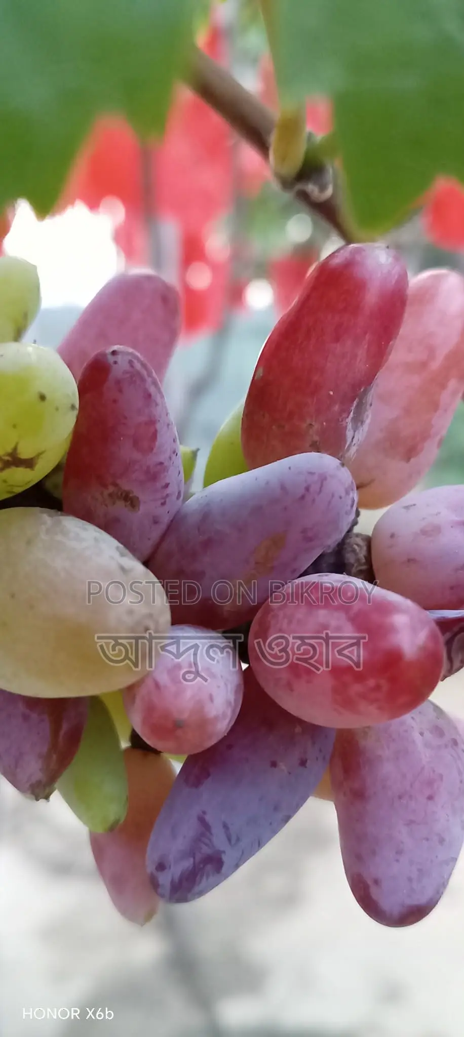 উন্নত জাতের বাংলাদেশের পরীক্ষিত আঙ্গুরের চারা