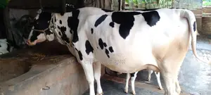 ১১১২ নং গাভী গরু ভোল জাতের।