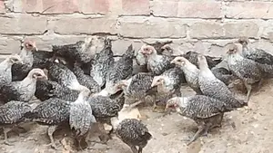 Egyptian Fayoumi Chicks