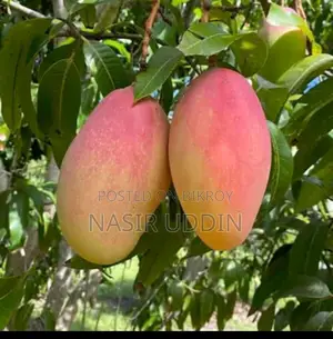 King of Mango Tree
