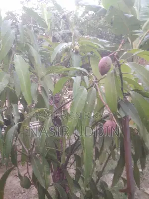 King of Mango Tree