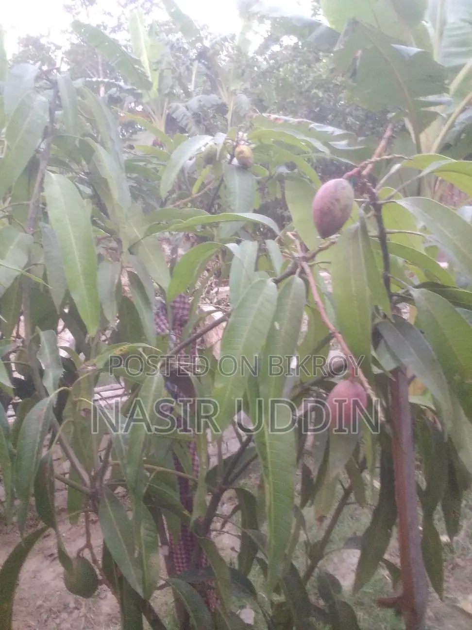 King of Mango Tree