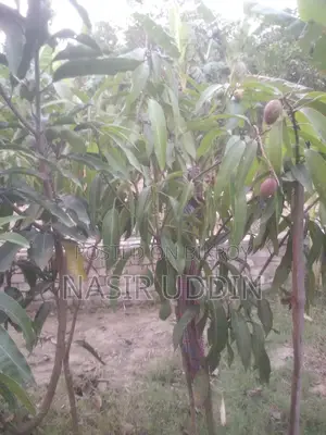 King of Mango Tree