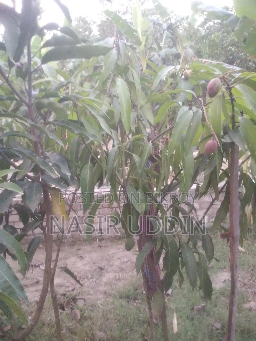 King of Mango Tree