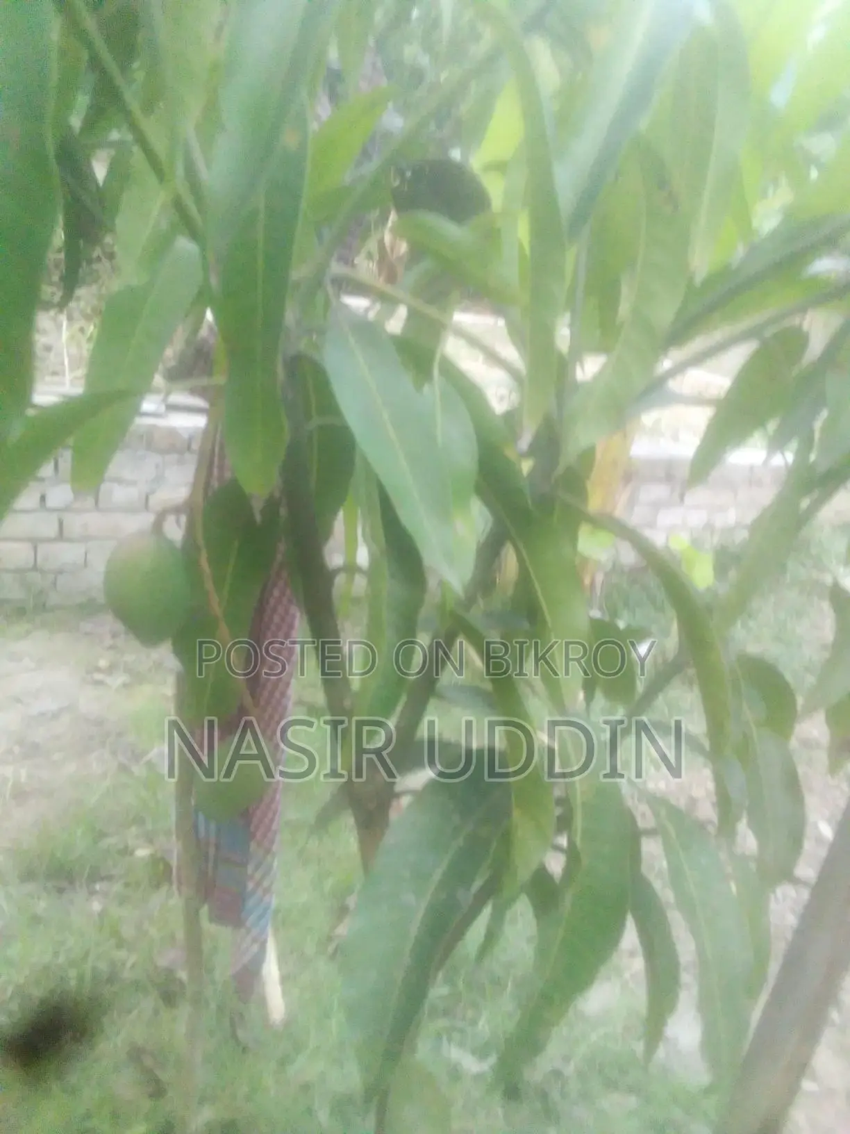 King of Mango Tree