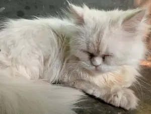 Original Persian female cat for sell