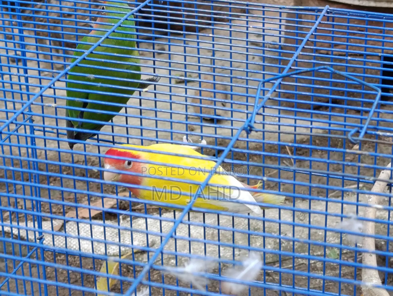 Love Bird
