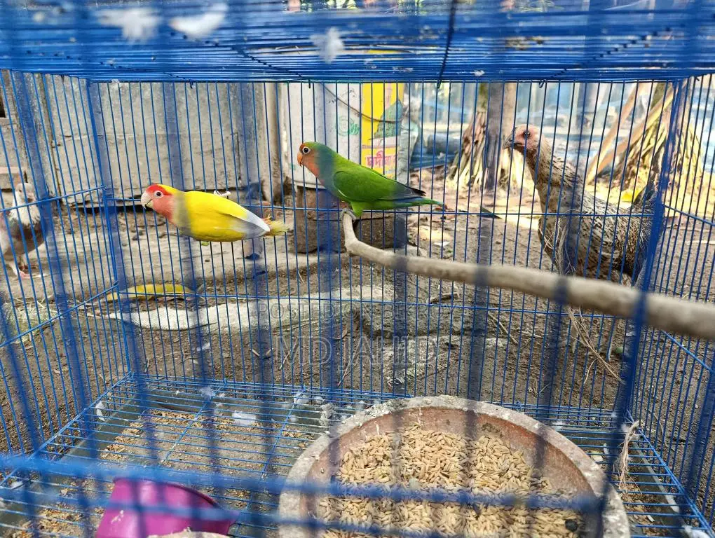 Love Bird
