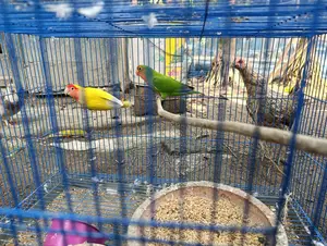 Love Bird