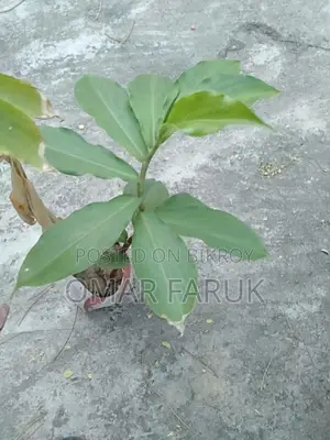 Lower Your Diabetes by Consuming Insulin Plant Leaves