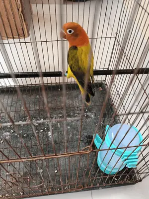 Love Bird