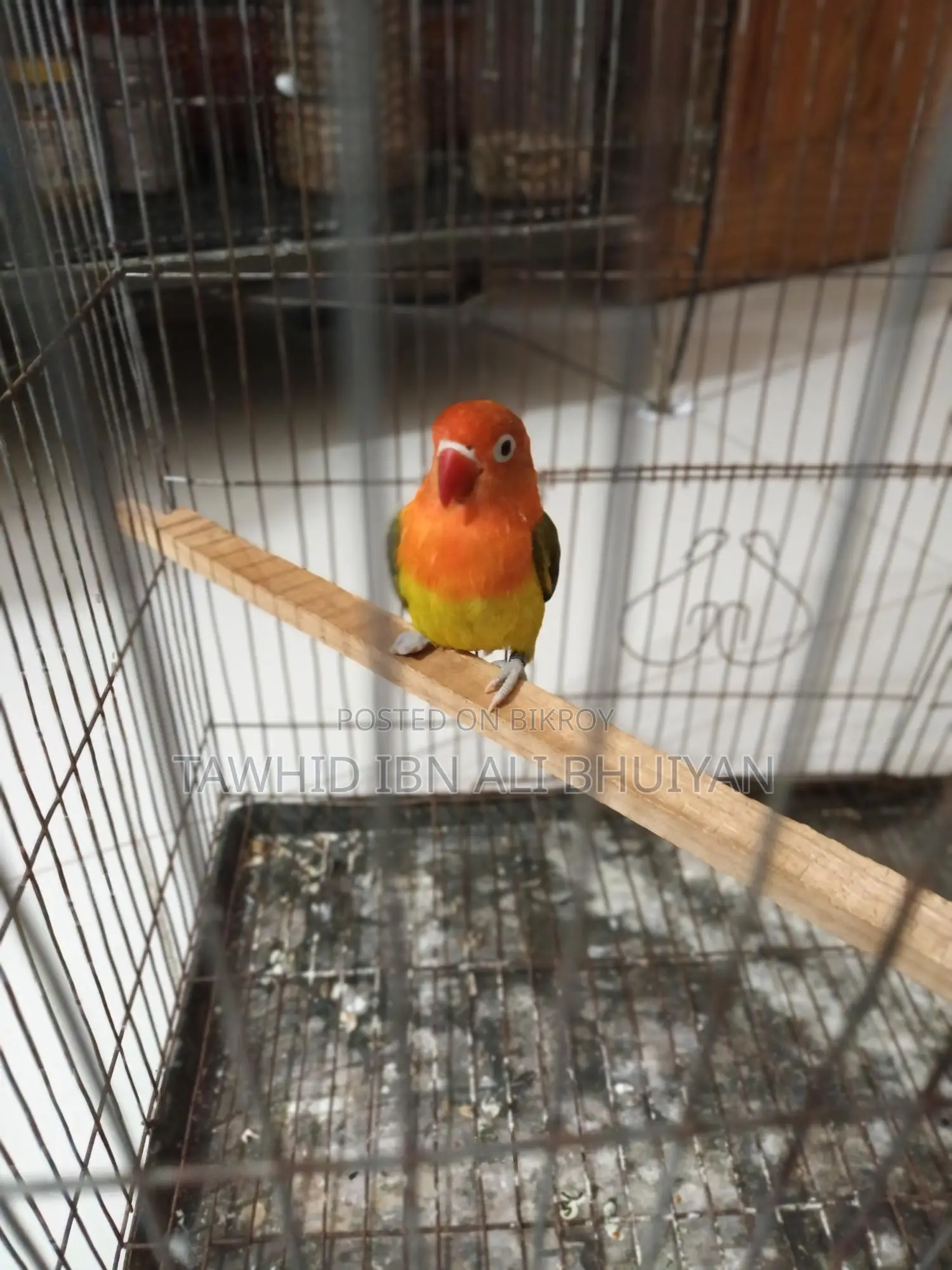 Love Bird