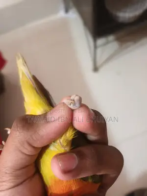 Love Bird