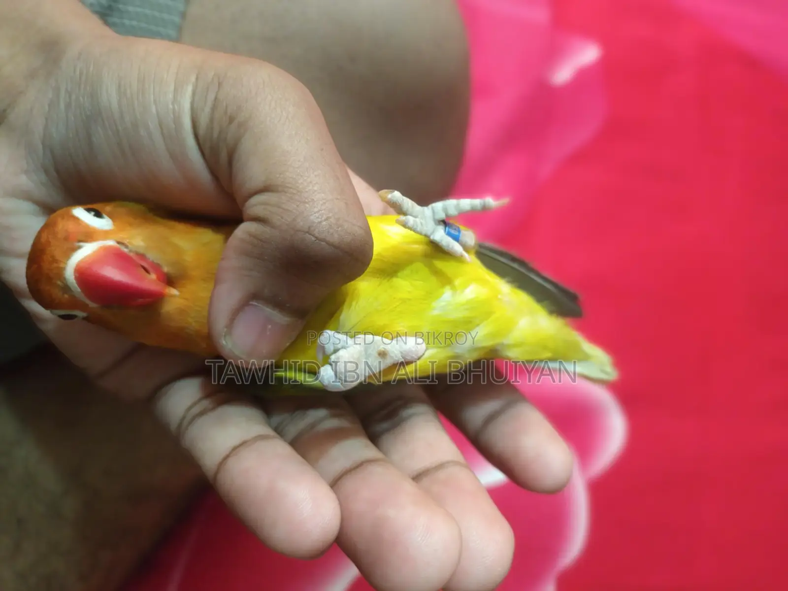 Love Bird