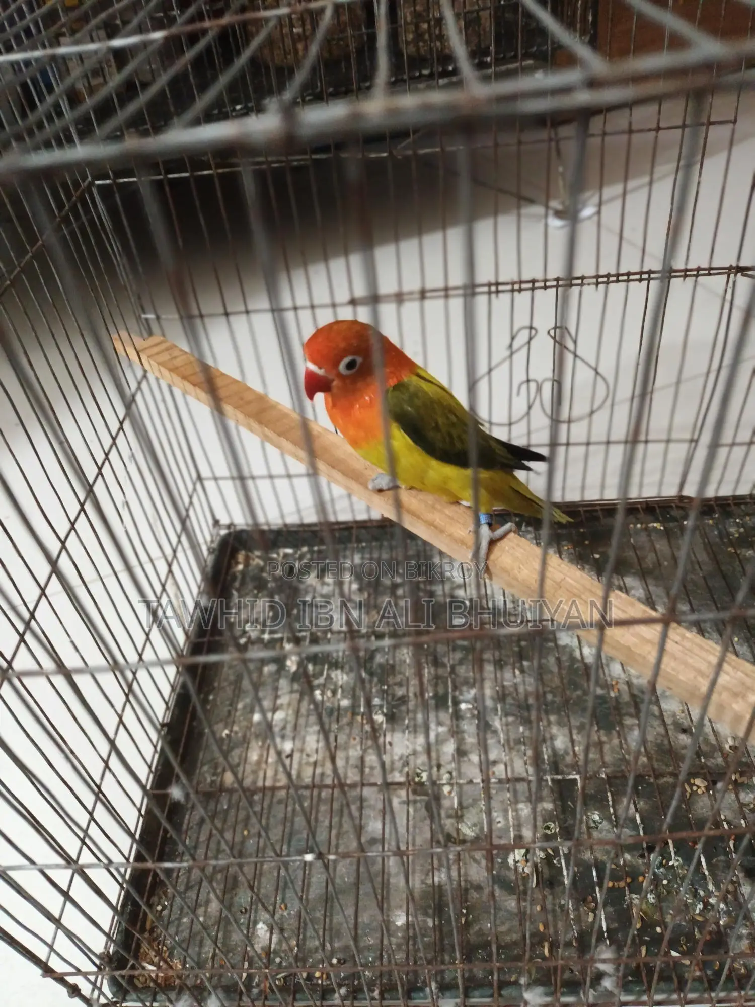 Love Bird