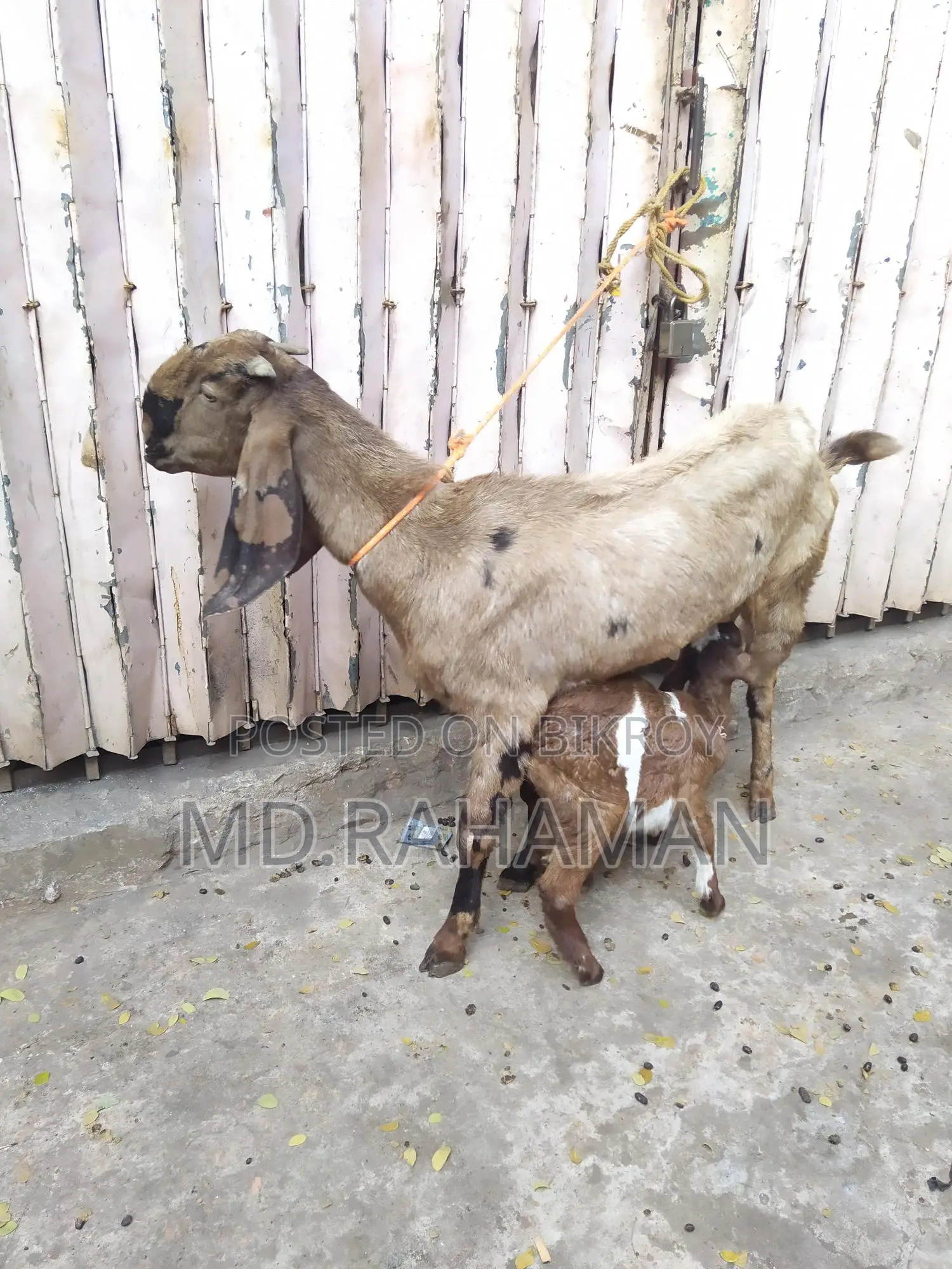 Tota Puri Goat for Sale