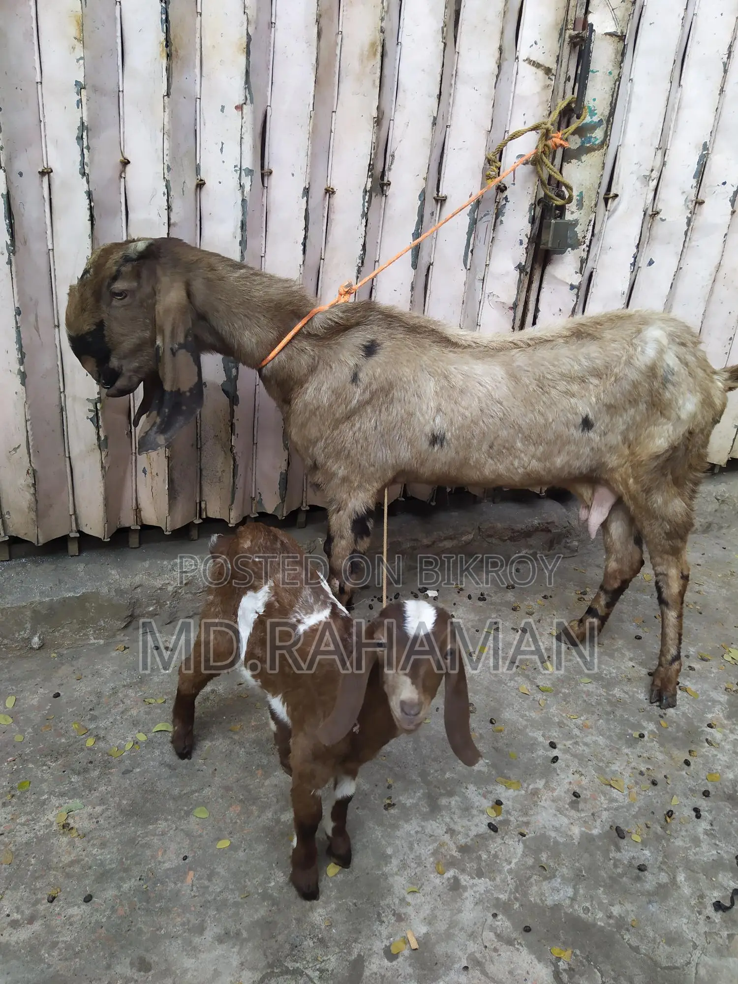 Tota Puri Goat for Sale